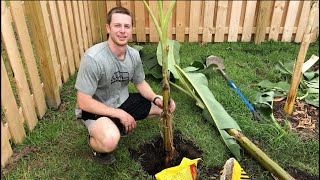 How to Plant a Banana Tree [upl. by Aisek651]