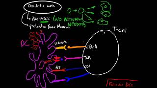 Antigen Presenting Cells  Few basic differences [upl. by Chemash886]