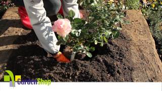 How to plant a Rose [upl. by Iams]