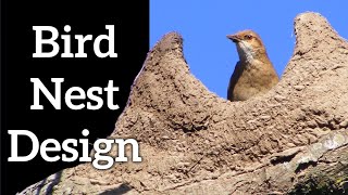 Bird Nest Designs  How Do Birds Make Nests [upl. by Barber]