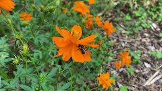 Orange Cosmos Plant Profile [upl. by Darin]