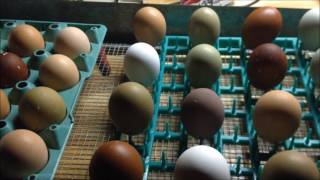 Hatching Chicks in an Incubator  From Start to Finish [upl. by Alema]