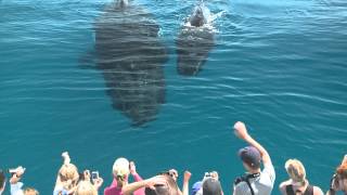 Whale Watching Hervey Bay [upl. by Ardelia]