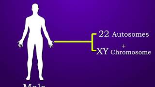 Sex determination in Human [upl. by Durston]