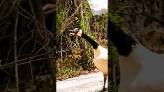 Canada Goose Honking Sound [upl. by Bosson]