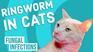 Ringworm in Cats [upl. by Yleak271]