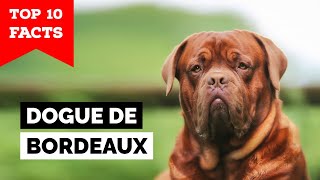 Dogue de Bordeaux  Top 10 Facts [upl. by Prosper]