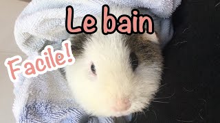 Comment donner le bain à son cochon dinde [upl. by Johan856]