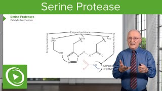 Serine Protease Background amp Catalytic Mechanism – Biochemistry  Lecturio [upl. by Sloane]