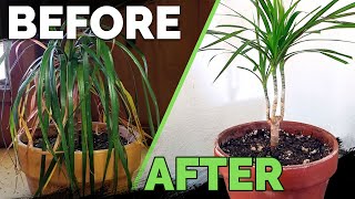 Houseplant Care Bring Your Houseplant Back to Life [upl. by Kursh363]