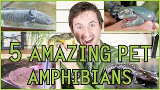 Five of the Best Pet Amphibians [upl. by Bultman]