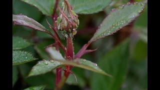 Managing Aphids on Roses [upl. by Nashner]