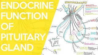 Overview of the Endocrine Function of the Pituitary Gland  Sarah Clifford Illustration Tutorial [upl. by Laersi]