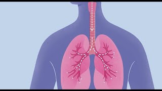 How COVID19 Affects Your Lungs [upl. by Eilojne]