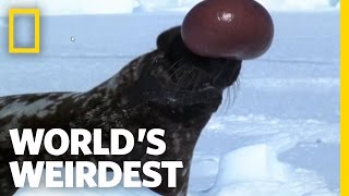 Hooded Seal  Worlds Weirdest [upl. by Je847]