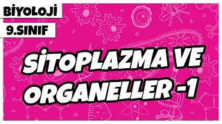 9 Sınıf Biyoloji  Sitoplazma ve Organeller 1 [upl. by Fanny]