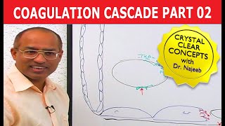 Coagulation Cascade  Part 212 [upl. by Falkner143]