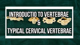 Typical Cervical Vertebrae [upl. by Anayet]