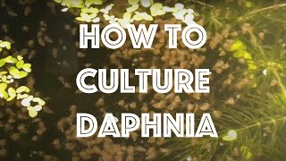 How To Culture Daphnia Magna [upl. by Sussna669]