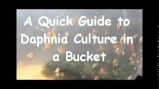 How to culture daphnia outside [upl. by Karr]