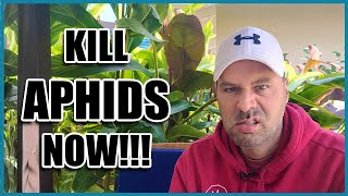 How to Get Rid of APHIDS [upl. by Paver314]