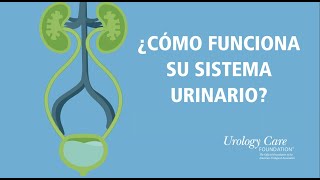 ¿Cómo Funciona Su Sistema Urinario  Urology Care Foundation [upl. by Garrot]