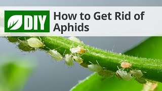 Aphid Treatment  DoMyOwncom [upl. by Airamas260]