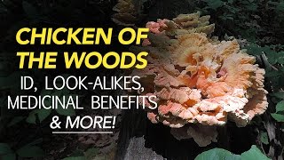 Chicken Of The Woods  Identification LookAlikes Medicinal Benefits amp More with Adam Haritan [upl. by Nolur]