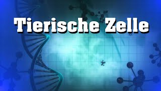 Tierische Zelle  Aufbau und Bestandteile [upl. by Lever]