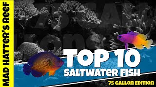 Top 10 Saltwater Fish for a 75 gallon Reef Tank [upl. by Odele]