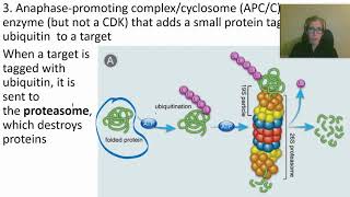 0424 How Cyclins CDKs and APCC Work [upl. by Nairda]