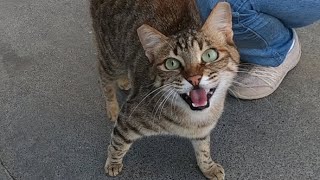 Excited cat meowing very loudly [upl. by Hamish406]