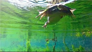 GoPro Frog Swimming Underwater Footage [upl. by Anhsirk]