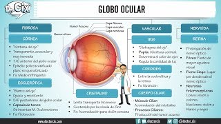 CAPAS DEL GLOBO OCULAR  Morfofisiología [upl. by Zelazny877]