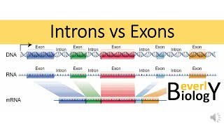 Introns vs Exons [upl. by Alford367]