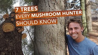 7 Trees Every Mushroom Hunter Should Know [upl. by Constant]