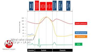 Wiggers Diagram  Cardiac Cycle [upl. by Trip]