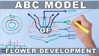 ABC Model of Flower Development [upl. by Ingar656]