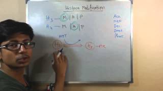 Histone modification [upl. by Nissie]