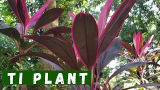 Ti Plant Cordyline  How to propagate  Plant Care amp Tips [upl. by Trevar]