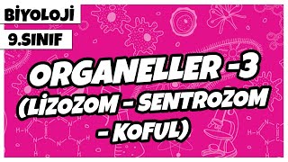 9 Sınıf Biyoloji  Organeller 3 Lizozom – Sentrozom – Koful [upl. by Haukom]