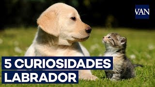 LABRADOR  ¡5 curiosidades que NO sabías [upl. by Airtap740]