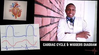 Cardiac cycle and wiggers diagram [upl. by Adnuhsat]