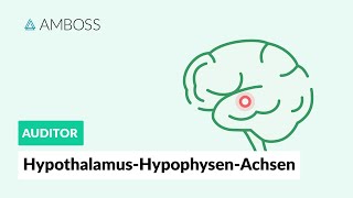 HypothalamusHypophysenAchsen  Zentrale Regulation des endokrinen Systems  AMBOSS Auditor [upl. by Auqinimod]