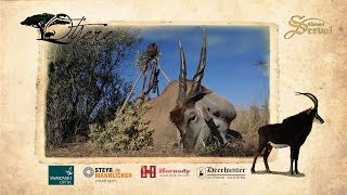 Eland hunting in Namibia  Otjere Wildlife Safaris [upl. by Roselane]