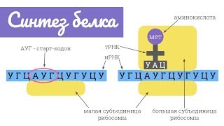 Синтез белка трансляция  самое простое объяснение [upl. by Rew586]