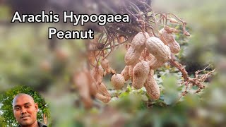 Arachis Hypogaea  Peanut  Make Nature [upl. by Eirual]