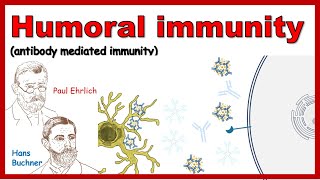 Humoral immune response Antibody mediated immunity [upl. by Avrit105]