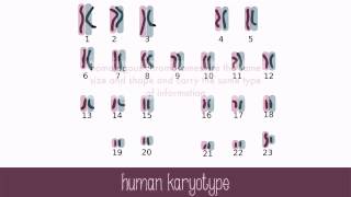 Genes and Chromosomes [upl. by Adnic]