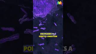 Polyploidy [upl. by Lorant]